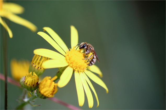 Animation nature: Abeilles sauvages, ça bourdonne dans la prairie!_Grilly - Nina HUGUET