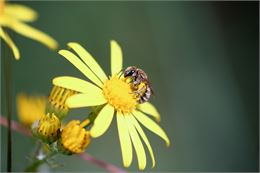 Animation nature: Abeilles sauvages, ça bourdonne dans la prairie!_Grilly - Nina HUGUET