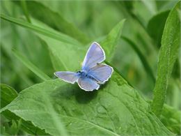 Animation nature: Papillons, une vie à tire-d'aile_Échenevex - Nina HUGUET