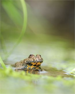 Animation nature: Grenouilles, crapauds, ça coasse dans les roseaux!_Grilly - Service EVPDD