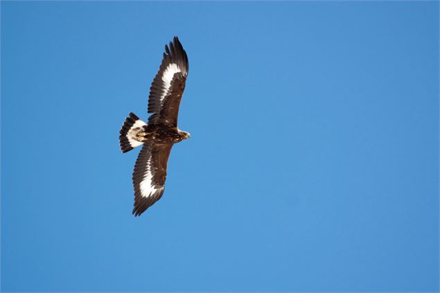 Découverte des oiseaux de la réserve naturelle du Plan de Tuéda