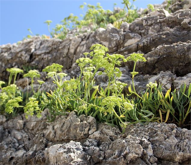 Randonnées plantes de montagnes_Le Reposoir - Leoco