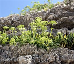 Randonnées plantes de montagnes_Le Reposoir - Leoco