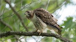 Sortie ornithologie - Les Gets - dominique Maire