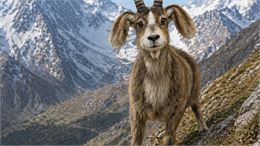 Jeu d'enquête : sur la piste du dahut !_Bourg-Saint-Maurice - Généré par IA