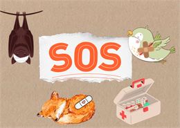 Atelier 4-7 ans au marais de Lavours : "SOS animaux en détresse"_Ceyzérieu - Maison du Marais