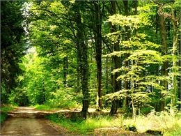 Balade et pique-nique à la forêt de Rothonne à Belley_Saint-Genix-les-Villages - OTVG