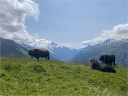 Alpage et pastoralisme - SEA Haute Savoie