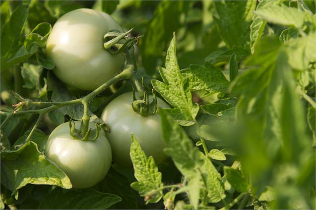 Tomates - Pexels