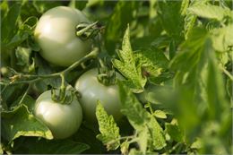 Tomates - Pexels