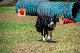 Manifestation canine : Concours d'Agility_Saint-Genix-les-Villages - Freepik