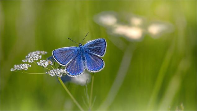 Sorties nature : Les papillons du marais de Lavours_Ceyzérieu - Maison du marais