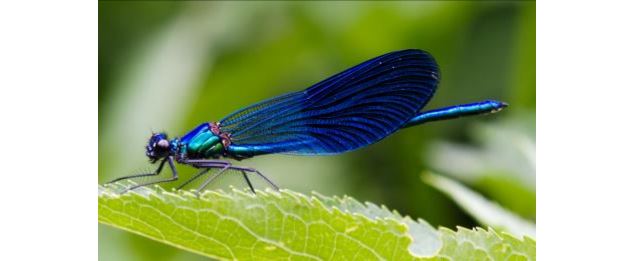 Sorties nature au marais de Lavours : 