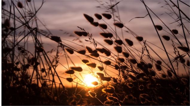 Sorties nature au marais de Lavours : 