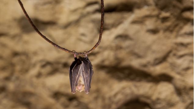 Sorties nature au marais de Lavours : 
