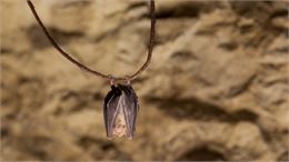 Sorties nature au marais de Lavours : " Nuit de la chauve-souris"_Ceyzérieu - Maison du Marais