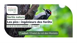 Sortie nature - Les pics, ingénieurs des forêts_Vallorcine