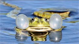 Les Mercredis des marm'eau au marais de Lavours : "La grenouille qui en avait mar(r)e !"_Ceyzérieu -
