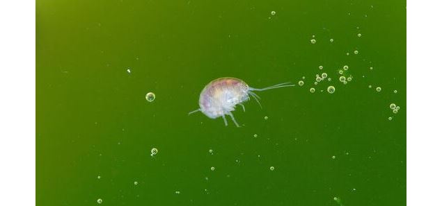 Les Mercredis des marm'eau au marais de Lavours : 