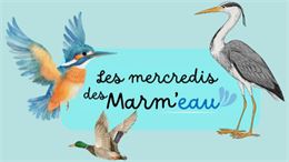 Les Mercredis des marm'eau au marais de Lavours : " Le bec dans l'eau ! "_Ceyzérieu - Maison du Mara