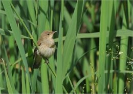 Dans les pas des gardes : les oiseaux - M. Bouron