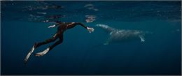 La Baleine et le musicien - allociné
