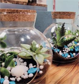 Création d'un terrarium - Pom'Violette