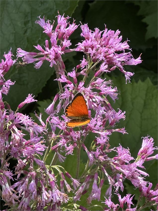 Adénostyle à feuilles d'alliaire - Marie Odile Liothaud