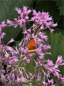 Adénostyle à feuilles d'alliaire - Marie Odile Liothaud