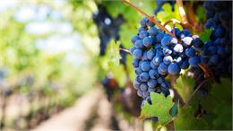 Grappe de raisin - canva