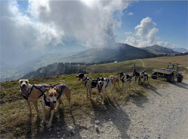 Kart avec chiens - Cindy Duport