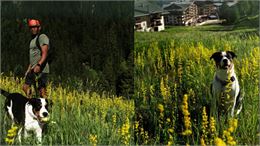 La balade des Toutous_Valfréjus - F. Lambert