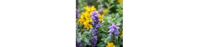 plantes - paysalp