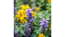 plantes - paysalp