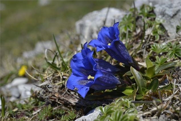 Sortie nature et bien-être : marche douce vers les plantes d'altitude_Peisey-Nancroix - Google Image