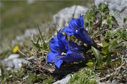 Sortie nature et bien-être : marche douce vers les plantes d'altitude_Peisey-Nancroix - Google Image