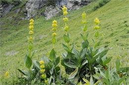 Sortie nature autour des plantes culinaires et médicinales_Peisey-Nancroix - Google Images