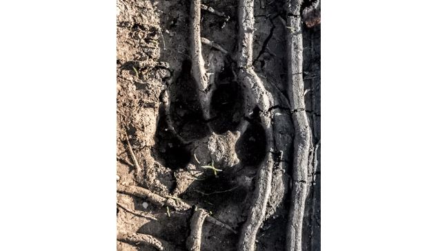 Randonnée - Traces d'animaux_Saint-Gervais-les-Bains - Nikola Gladovic