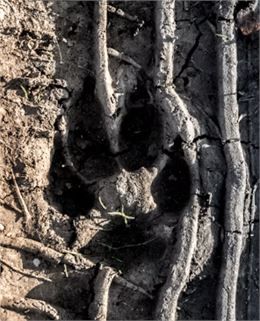 Randonnée - Traces d'animaux_Saint-Gervais-les-Bains - Nikola Gladovic
