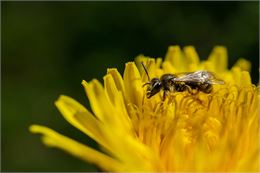 Animation naturaliste : le parcours d'une combattante._Val-Cenis - Freepik.com