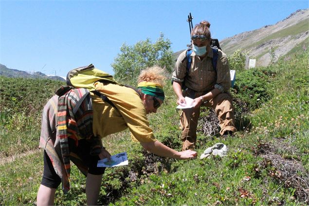 Animation nature au Jardin Alpin : Chasse aux fleurs du jardin alpin_Val-Cenis - JF Durand