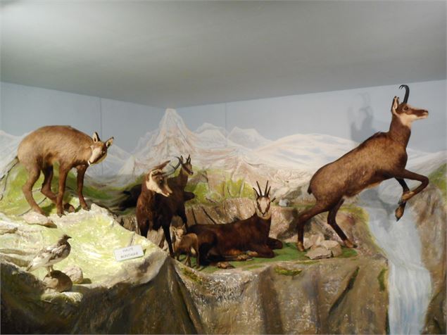 Sur les traces et indices des animaux de nos forêts et montagnes - musee de la nature