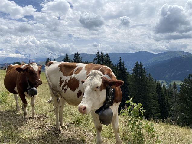Vaches - OT Flumet / St Nicolas la Chapelle