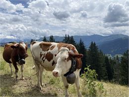 Vaches - OT Flumet / St Nicolas la Chapelle