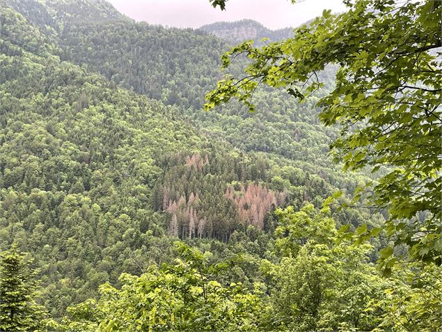 Animation nature: forêt et changement climatique - Service EVPDD