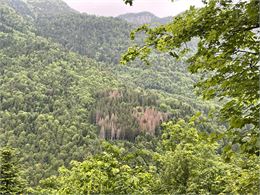 Animation nature: forêt et changement climatique - Service EVPDD