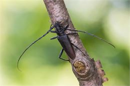 Animation nature: Grand capricorne et vieilles branches - Shutterstock