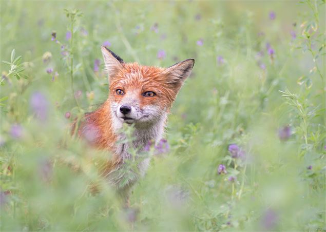 Animation nature: Dans la peau d'un animal - Service EVPDD