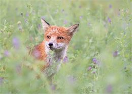 Animation nature: Dans la peau d'un animal - Service EVPDD