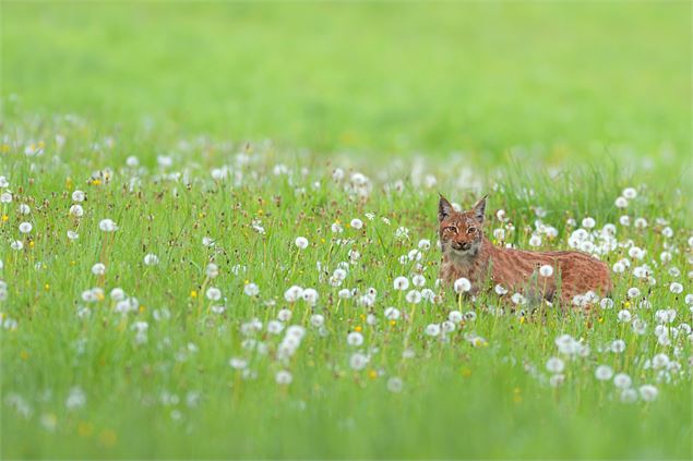 Animation nature: Sur les traces du Lynx - Johann ROSSET